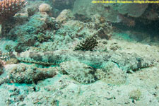 crocodile fish